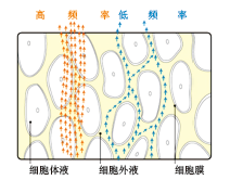 BE-1B实用型人体成分分析仪