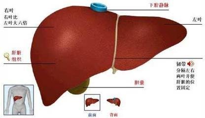 生化分析仪厂家山东国康提示您肝功能不好要注意