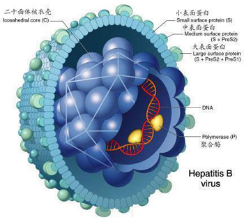 乙型肝炎预后如何【国康生物】