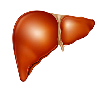 怎么检测肝功能