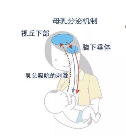 6.1儿童节全自动母乳分析仪生产厂家国康关注母乳的由来